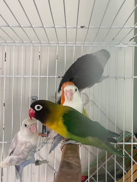 Lovebirds different colors Albino Creamino Fisher Pastel 1