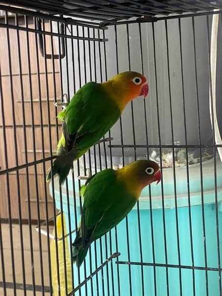 Lovebirds different colors Albino Creamino Fisher Pastel 2