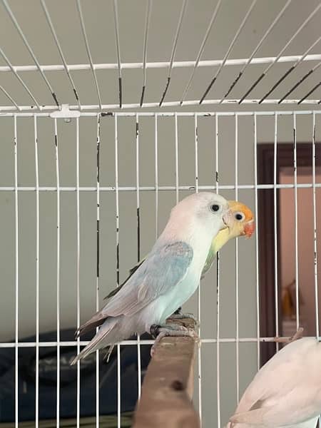 Lovebirds different colors Albino Creamino Fisher Pastel 3