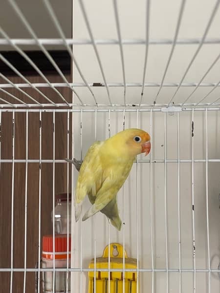 Lovebirds different colors Albino Creamino Fisher Pastel 4