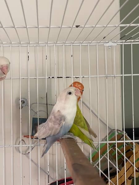 Lovebirds different colors Albino Creamino Fisher Pastel 5