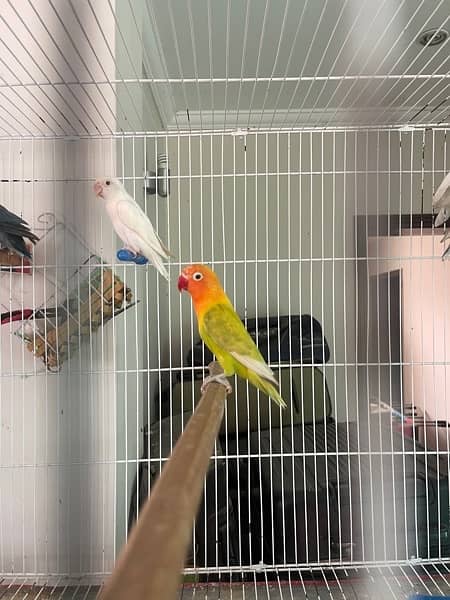 Lovebirds different colors Albino Creamino Fisher Pastel 7