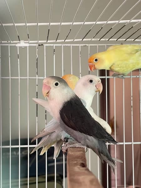 Lovebirds different colors Albino Creamino Fisher Pastel 8