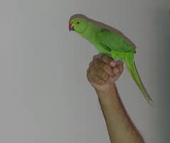 ring neck green parrot 4 month age