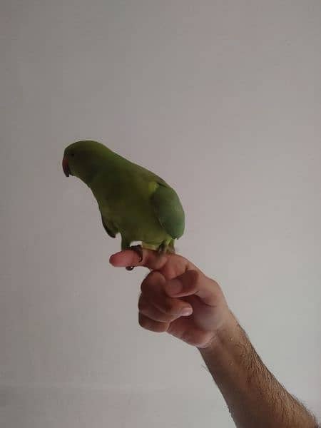 ring neck green parrot 4 month age 1