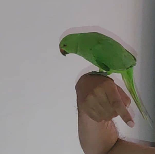 ring neck green parrot 4 month age 2