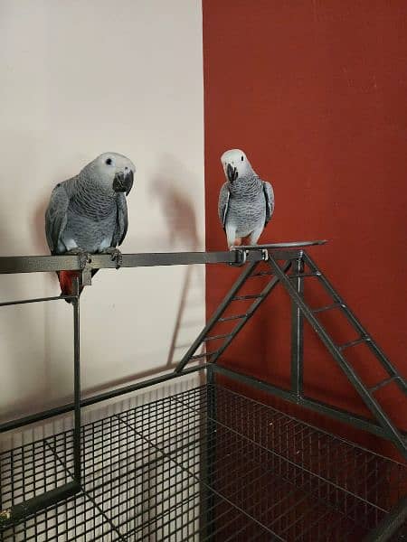 Triton Cocka2s, Blue & Gold Macaw, Blue Fronted Amazons & African Grey 4