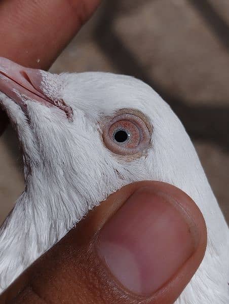 Low flyer Pigeons pair/for sale/highflyer/kabootar/pigeons. 2