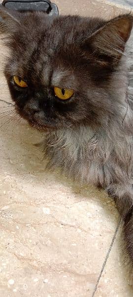 ash grey triple coated persian cat 2