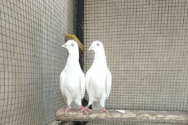 Low flyer Pigeons pair/for sale/kabootar/pigeons.