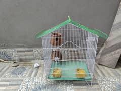 cage for sale