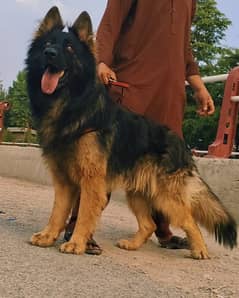 German shepherd Male Dog For Sale