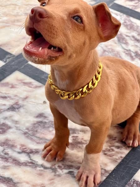 Pitbull puppy Male 1