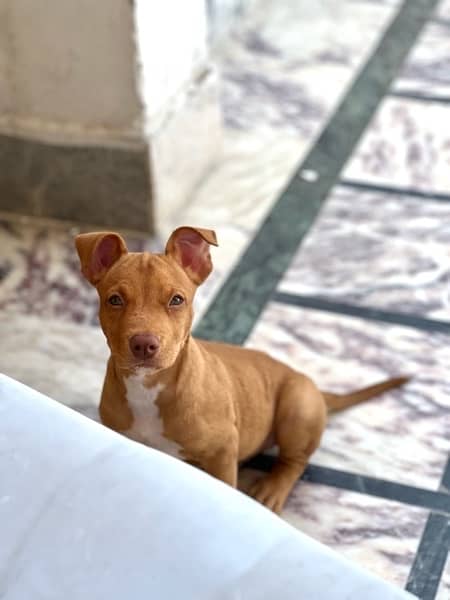 Pitbull puppy Male 2