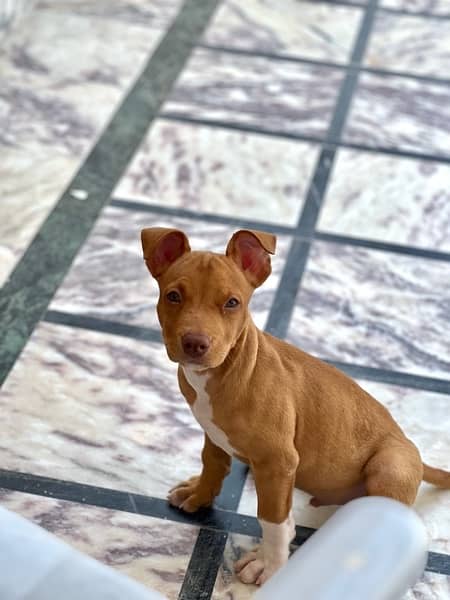 Pitbull puppy Male 3