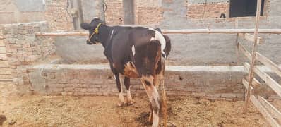 HOLESTIAN FREZIAN HEIFER