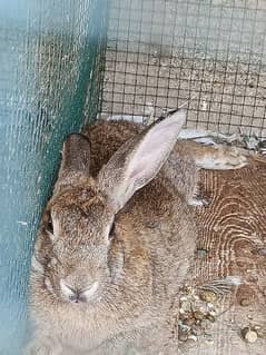 Breeder Female Rabbit