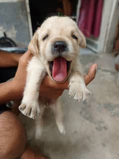 labrador female puppy