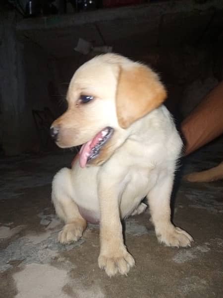 labrador female puppy 1