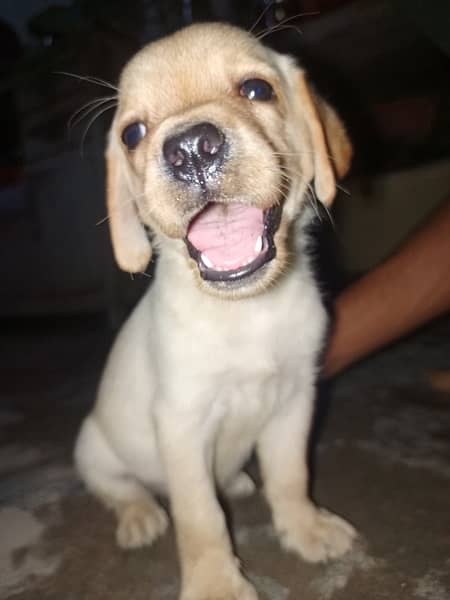 labrador female puppy 2