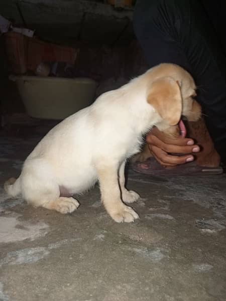 labrador female puppy 3