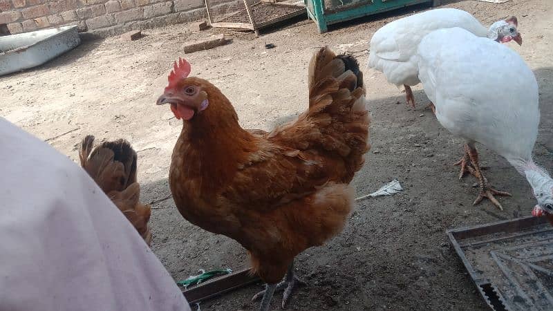 hens or white chhakkor or white duck pair 03/07/78/82/8/90 2