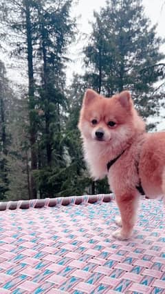 Pomeranian Puppy/Dog