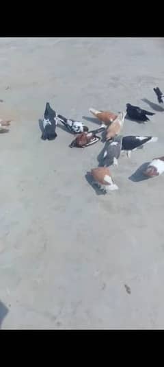 Pigeons