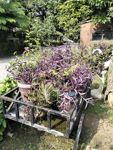 Real & Artificial Plants with Pots for Sale 4