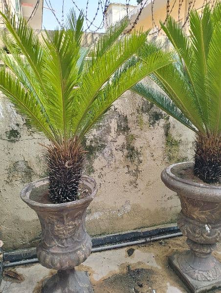 Real & Artificial Plants with Pots for Sale 6