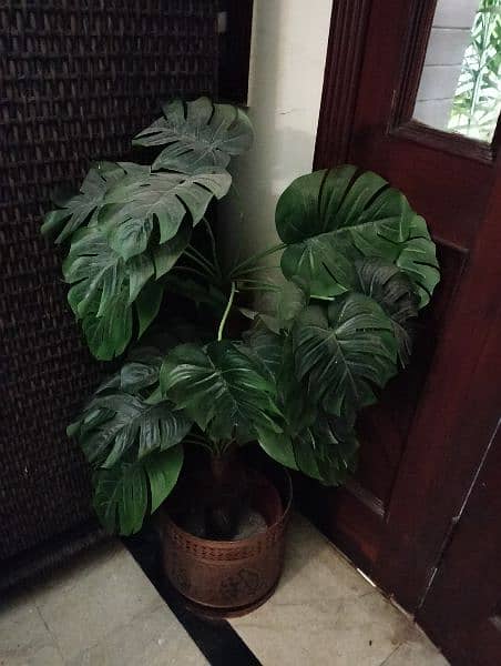 Real & Artificial Plants with Pots for Sale 9