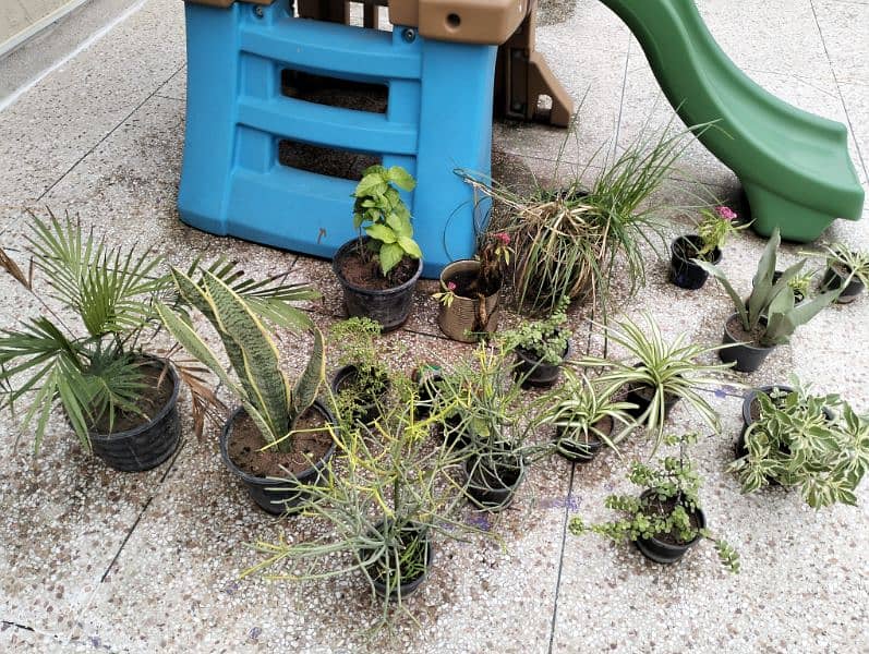 Real & Artificial Plants with Pots for Sale 13