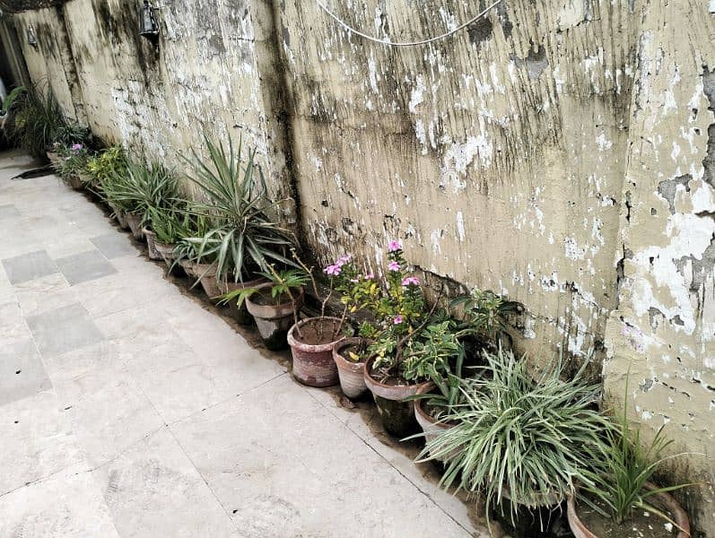 Real & Artificial Plants with Pots for Sale 17