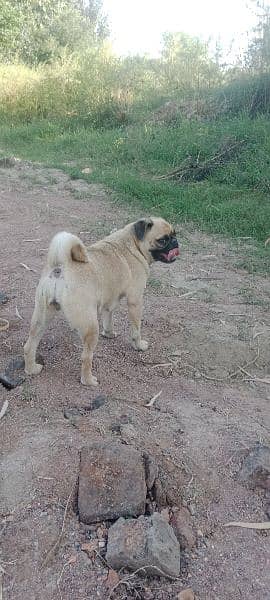 Pug Female 2