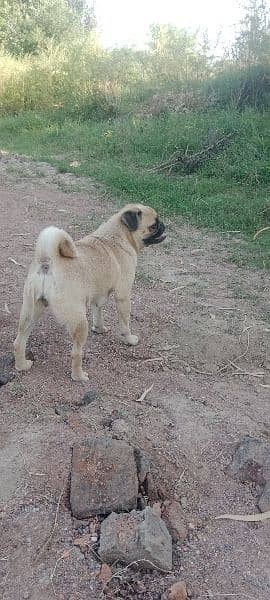 Pug Female 4