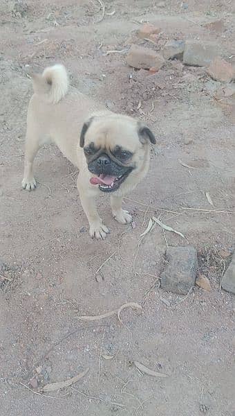 Pug Female 5