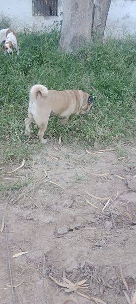 Pug Female 7