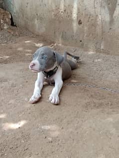 pitbull puppie for sale