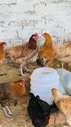 beautiful golden misri hens egg laying