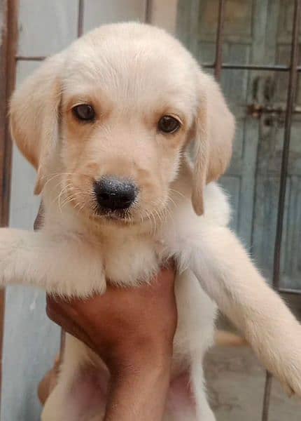 Labra Male pupy fully active nd vacinated 2