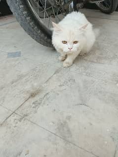 Persian cat