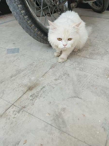 Persian cat 0