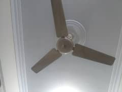 Pak Fans [Roof Fan/Ceiling Fan] Copper Winding