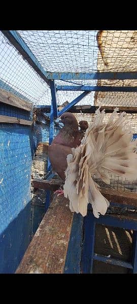 breeder pair english laka brown white tale fancy pigeon kabooter pair 0