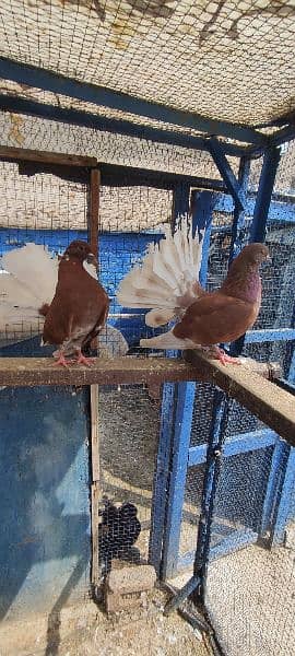 breeder pair english laka brown white tale fancy pigeon kabooter pair 1