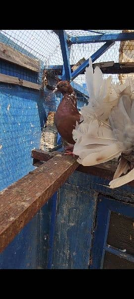 breeder pair english laka brown white tale fancy pigeon kabooter pair 2