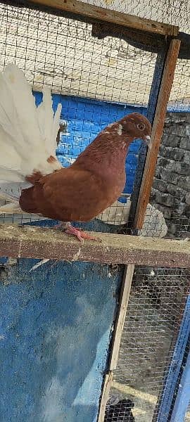 breeder pair english laka brown white tale fancy pigeon kabooter pair 3