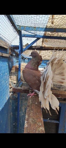 breeder pair english laka brown white tale fancy pigeon kabooter pair 4