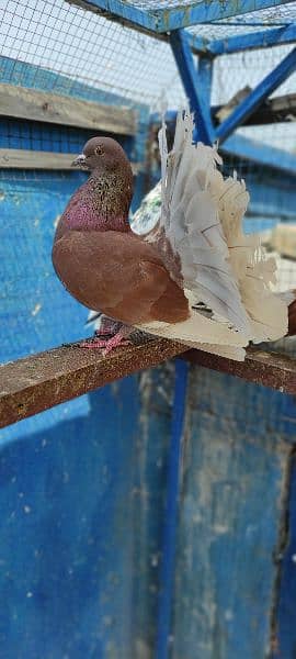 breeder pair english laka brown white tale fancy pigeon kabooter pair 5