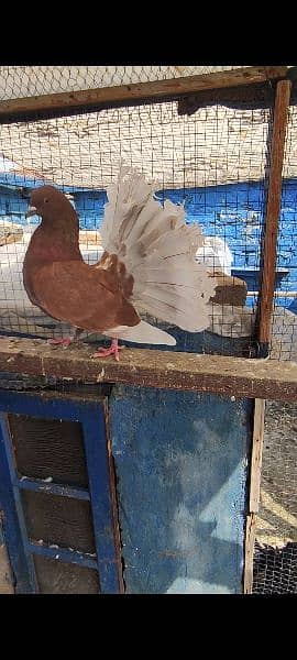 breeder pair english laka brown white tale fancy pigeon kabooter pair 6